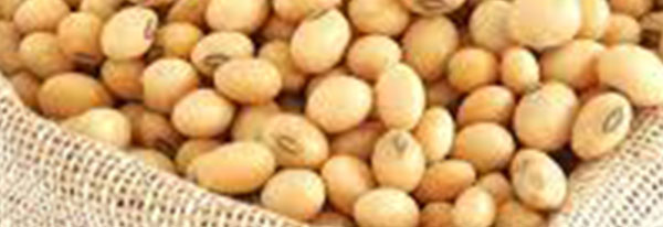 Soya Beans: The Superfood for Nutrition and Sustainability